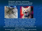 Skirtingi žinduoliai 2 puslapis