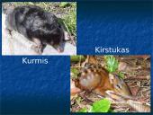 Skirtingi žinduoliai 11 puslapis