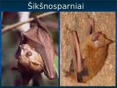 Skirtingi žinduoliai 13 puslapis