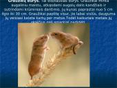 Skirtingi žinduoliai 14 puslapis