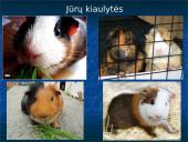 Skirtingi žinduoliai 15 puslapis