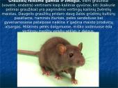 Skirtingi žinduoliai 17 puslapis