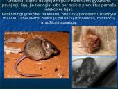 Skirtingi žinduoliai 18 puslapis