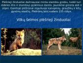 Skirtingi žinduoliai 19 puslapis