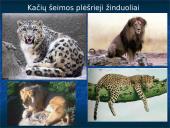 Skirtingi žinduoliai 20 puslapis