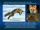 Skirtingi žinduoliai 3 puslapis