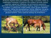 Skirtingi žinduoliai 4 puslapis