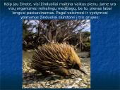 Skirtingi žinduoliai 5 puslapis