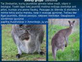 Skirtingi žinduoliai 7 puslapis