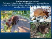 Skirtingi žinduoliai 9 puslapis