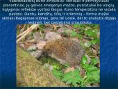 Skirtingi žinduoliai 10 puslapis