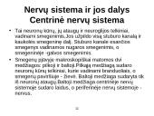 Žmogaus smegenų evoliucija 11 puslapis