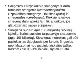 Žmogaus smegenų evoliucija 15 puslapis
