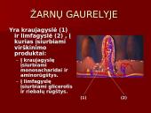 Žmogaus virškinimo sistema ir jos sandara 11 puslapis
