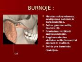 Žmogaus virškinimo sistema ir jos sandara 5 puslapis
