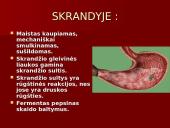 Žmogaus virškinimo sistema ir jos sandara 6 puslapis