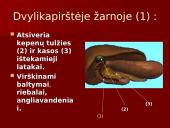 Žmogaus virškinimo sistema ir jos sandara 7 puslapis