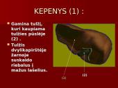 Žmogaus virškinimo sistema ir jos sandara 9 puslapis