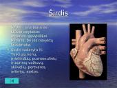 Žmogaus organai 11 puslapis