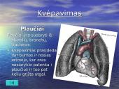 Žmogaus organai 12 puslapis