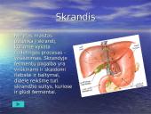 Žmogaus organai 16 puslapis