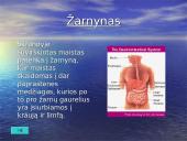 Žmogaus organai 17 puslapis