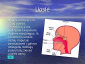 Žmogaus organai 19 puslapis
