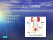 Žmogaus organai 7 puslapis