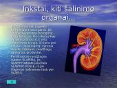 Žmogaus organai 8 puslapis