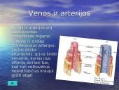 Žmogaus organai 10 puslapis