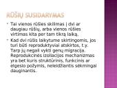 Žmogus priklauso primatams 19 puslapis