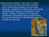 Žuvys. Skaidrės 12 puslapis