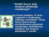 Žuvys. Skaidrės 13 puslapis