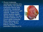 Žuvys. Skaidrės 14 puslapis