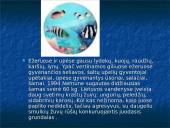 Žuvys. Skaidrės 15 puslapis