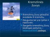 Žuvys. Skaidrės 3 puslapis