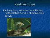 Žuvys. Skaidrės 5 puslapis