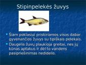 Žuvys. Skaidrės 8 puslapis