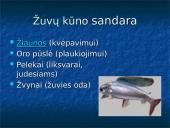 Žuvys. Skaidrės 9 puslapis