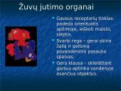 Žuvys. Skaidrės 10 puslapis