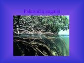 Afrika. Afrikos vandenys 16 puslapis