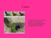 Afrika. Afrikos vandenys 8 puslapis