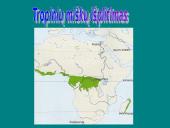 Afrikos tropinis miškas 2 puslapis