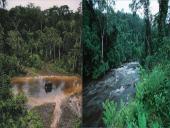 Afrikos tropinis miškas 14 puslapis