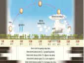 Afrikos tropinis miškas 17 puslapis