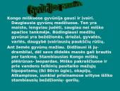 Afrikos tropinis miškas 18 puslapis