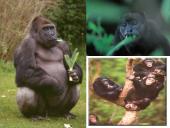 Afrikos tropinis miškas 19 puslapis