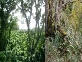 Afrikos tropinis miškas 5 puslapis