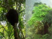 Afrikos tropinis miškas 6 puslapis