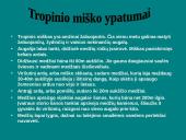Afrikos tropinis miškas 8 puslapis